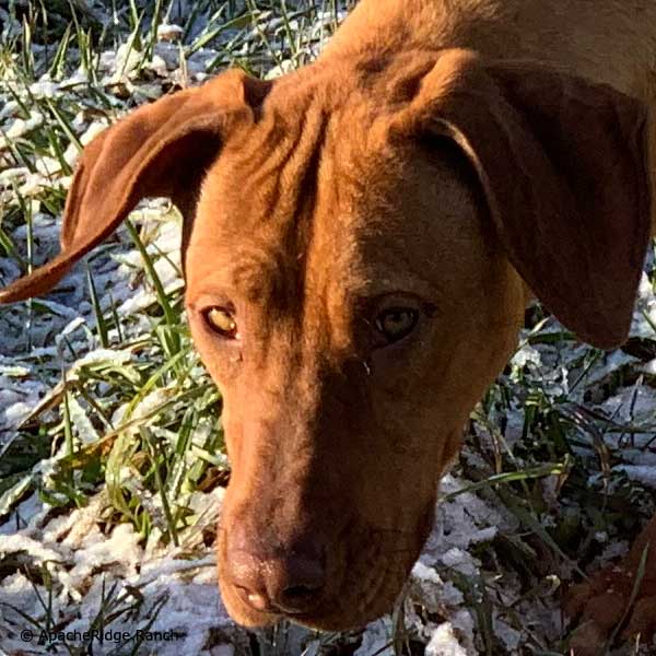 Rhodesian Ridgeback Puppies - Rhodesian Ridgeback Puppies coming soon