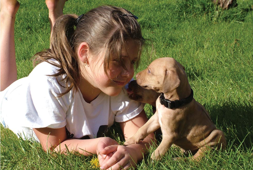 Rhodesian Ridgeback Friends in Washington and Oregon