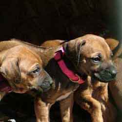 Rhodesian Ridgeback Puppies at ApacheRidge Ranch Love Your Ridgeback