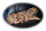 Love Your Ridgeback Puppy
