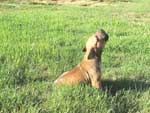 Love Your Ridgeback