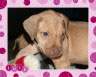 Love your Ridgeback Puppy