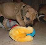 Love Your Ridgeback