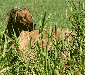 LoveYourRidgeback.com HiHo Zimba RebelRidge Apachegirl