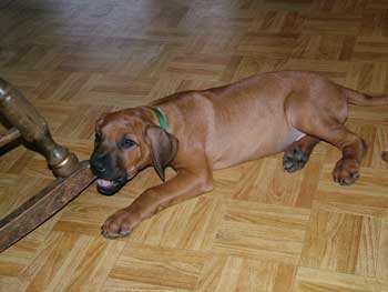 Preparing for your Rhodesian Ridgeback Puppy