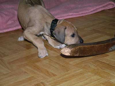 Love Your Ridgeback Love Your Ridgeback