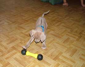 Rhodesian Ridgeback Puppy Love Your Ridgeback