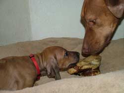 Rhodesian Ridgeback Puppy Love Your Ridgeback