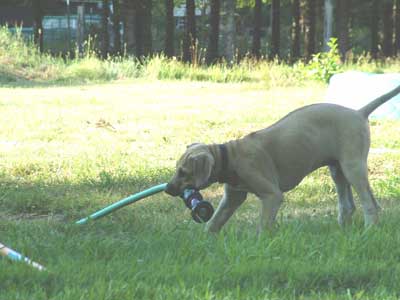 Love Your Ridgeback Love Your Ridgeback