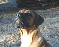 Gold Hill Sadie