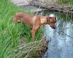 Honorable RogueRiver Chamba