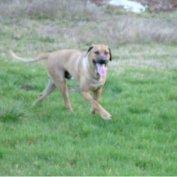 King Khufu The Man at Play...