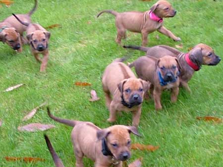 Rhodesian Ridgeback Puppies available now.