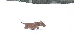 Love Your Ridgeback Puppy