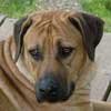 Love Your Ridgeback Love Your Ridgeback