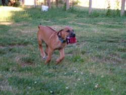 What can your puppy play with? Love Your Ridgeback