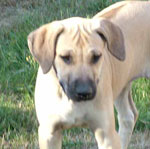 Love Your Ridgeback