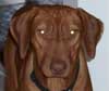 Rhodesian Ridgeback Puppy Love Your Ridgeback