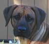 Love Your Ridgeback Love Your Ridgeback