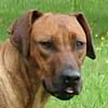 Rhodesian Ridgeback Puppy Love Your Ridgeback