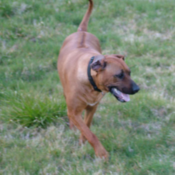 Sadie our Precious Girl