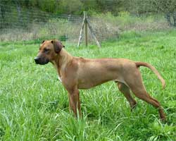 Chamba at ApacheRidge Ranch | Love Your Ridgeback
