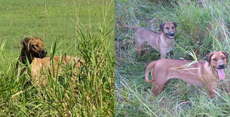 Love Your Ridgeback