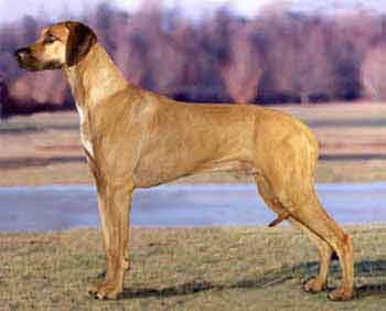 Nashira's Excalibur of Ridgelea