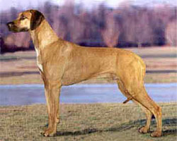 MBIS CH Nashiras Excalibur of Ridgelea - Kelly's Sire.