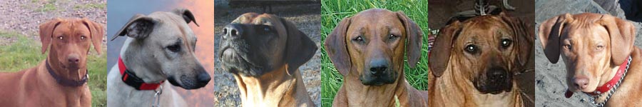 Love Your Ridgeback home of Happy Healthy Ridgeback Hounds.