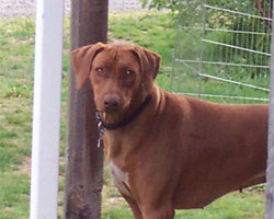 SouthRidge ApacheRed Kelly | Love your Ridgeback
