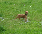 Liver Nose Rhodesian Ridgeback Puppy