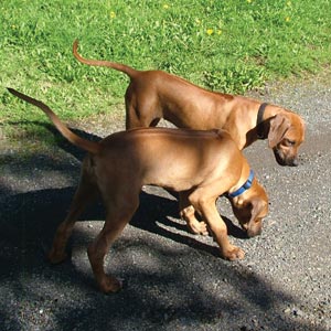 Site Map for Love Your Ridgeback in Washington