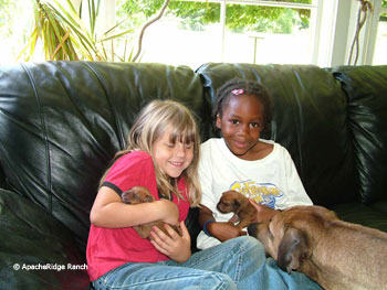 Love Your Rhodesian Ridgeback Puppy