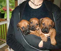Love Your Ridgeback Puppies