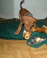 Love Your Ridgeback Puppy