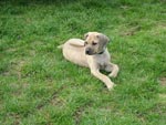 Love Your Ridgeback Puppy
