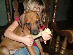 What is your puppy chewing on? Love Your Ridgeback