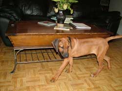 Puppy preparations Love Your Ridgeback