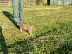 Teach your Rhodesian Ridgeback Puppy where to go potty. Love Your Ridgeback