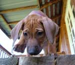Love Your Ridgeback