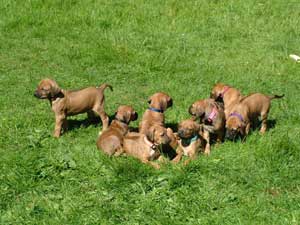 Preparing for your Rhodesian Ridgeback Puppy