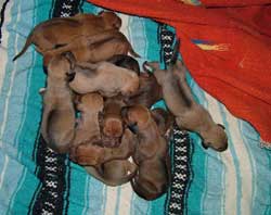 The warm puppy pile... Love Your Ridgeback