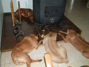 Ridgebacks relaxing by the woodstove...
