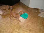 Who's slipper is that? Love Your Ridgeback
