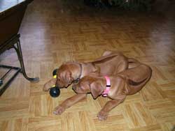 Give your puppy something to chew on. Love Your Ridgeback