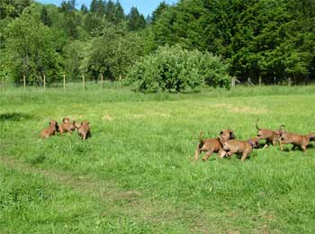 Sweet Rhodesian Ridgeback Puppies at ApacheRidge Ranch in Washington
