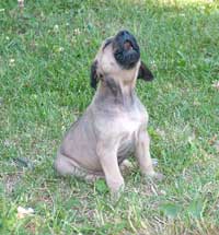 Rhodesian Ridgeback Puppies