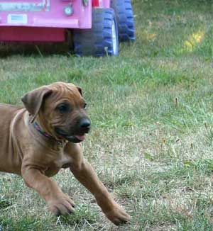 Love Your Ridgeback Puppy