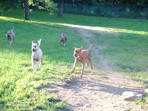 Ridgebacks running at ApacheRidge Ranch